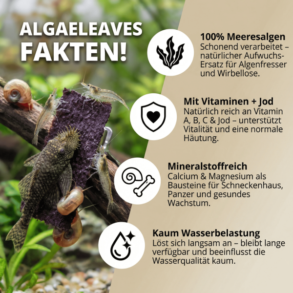 NatureHolic AlgaeLeaves! 🤩
