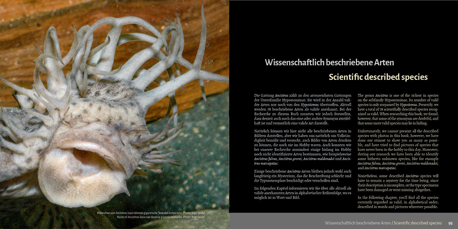 Antennenwelse: Die Harnischwelse der Gattung Ancistrus - Ancistrus Buch