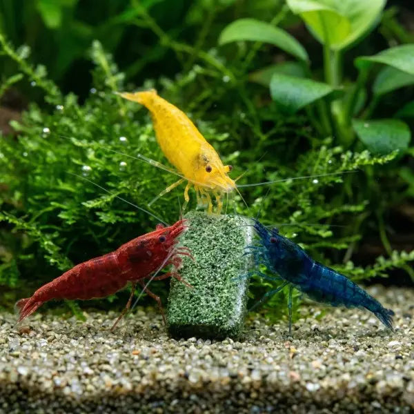 NatureHolic Futter-Set: Geballte Power für gesunde Garnelen, Krebse & Schnecken! AquaTimo