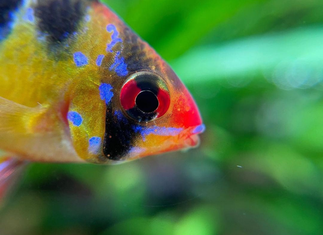 Schmetterlingsbuntbarsch - LongFin (Microgeophagus ramirezi) aus Liebevoller Zucht !