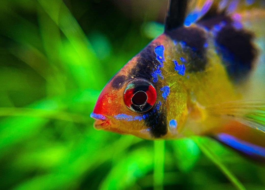 Schmetterlingsbuntbarsch - LongFin (Microgeophagus ramirezi) aus Liebevoller Zucht !