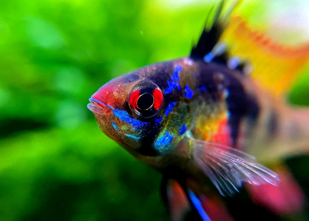 Schmetterlingsbuntbarsch - LongFin (Microgeophagus ramirezi) aus Liebevoller Zucht !