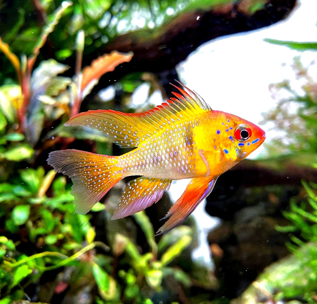 Schmetterlingsbuntbarsch - LongFin (Microgeophagus ramirezi) aus Liebevoller Zucht !