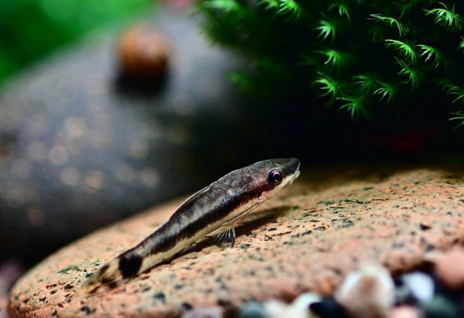 Ohrgitter Harnischwels - Otocinclus