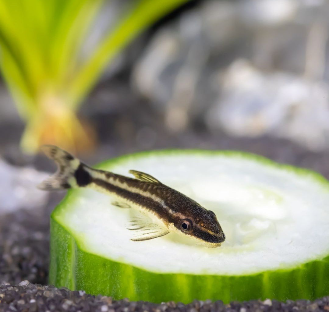 Ohrgitter Harnischwels - Otocinclus