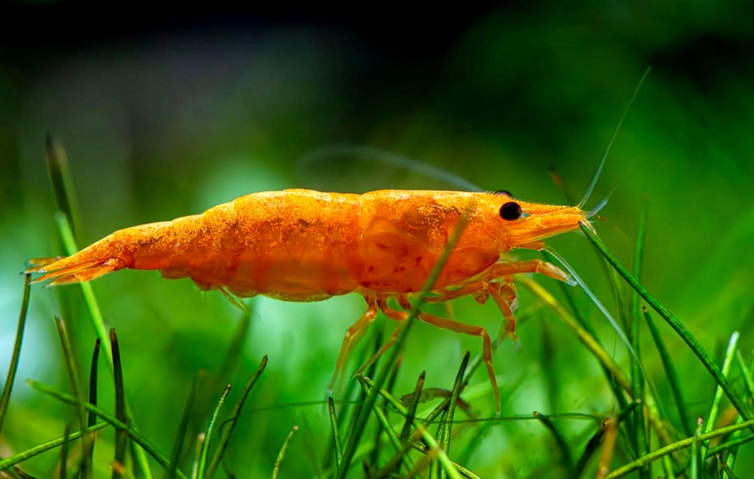 Orange Sakura Garnelen - Neocaridina