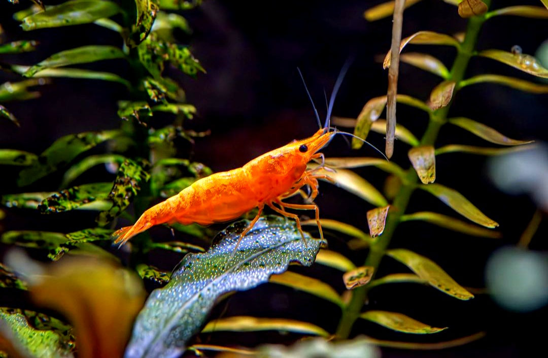 Orange Sakura Garnelen - Neocaridina