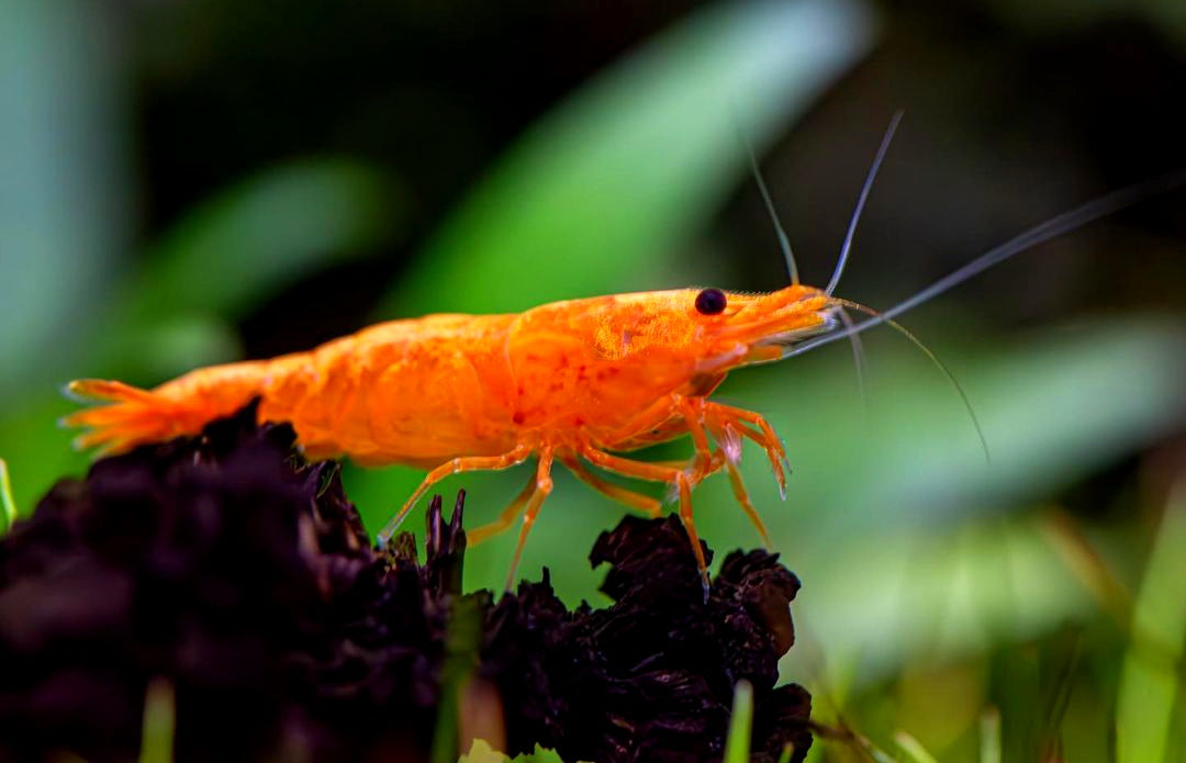 Orange Sakura Garnelen - Neocaridina