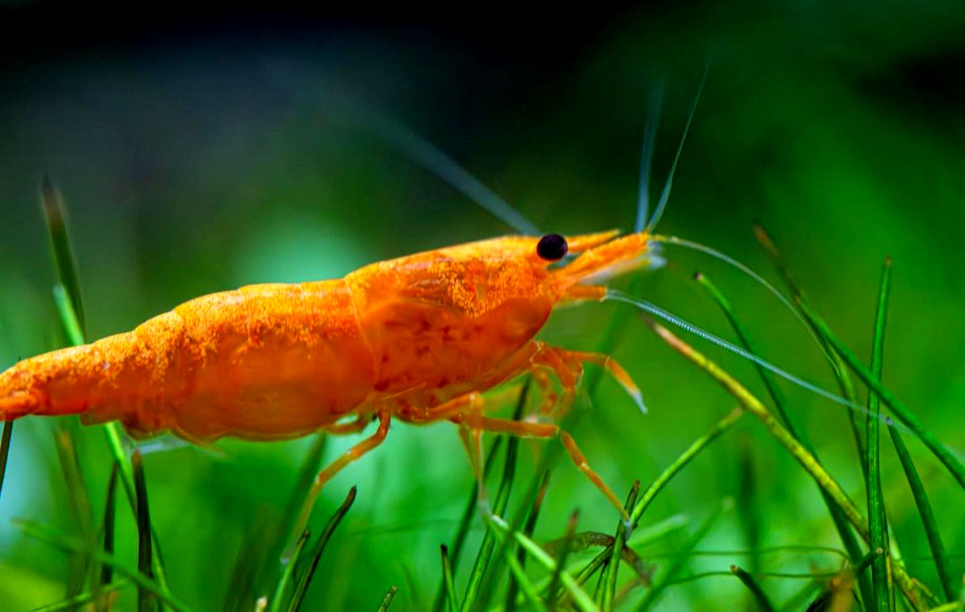 Orange Sakura Garnelen - Neocaridina