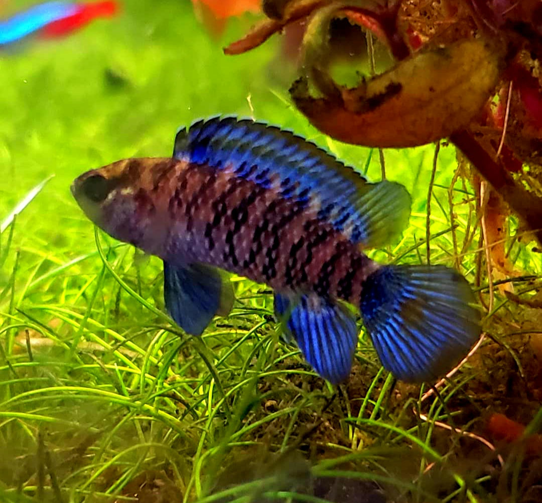 Blaubarsch - Badis badis