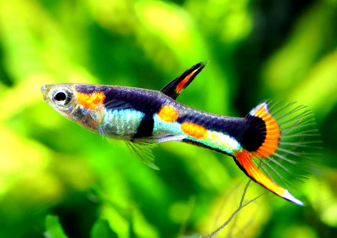 Endler Guppy - Naturform Guppys aus Liebevoller Zucht