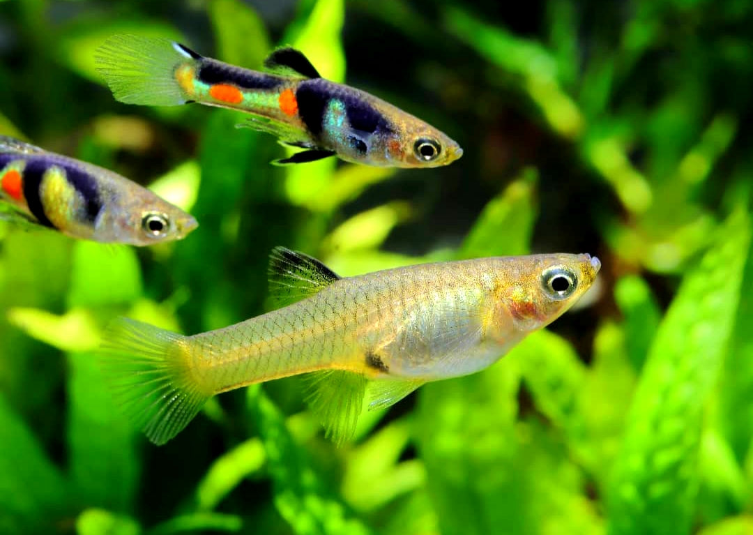 Endler Guppy - Naturform Guppys aus Liebevoller Zucht