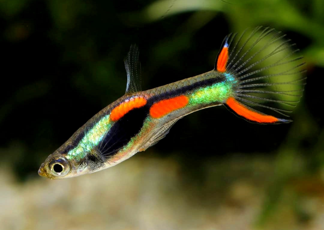 Endler Guppy - Naturform Guppys aus Liebevoller Zucht