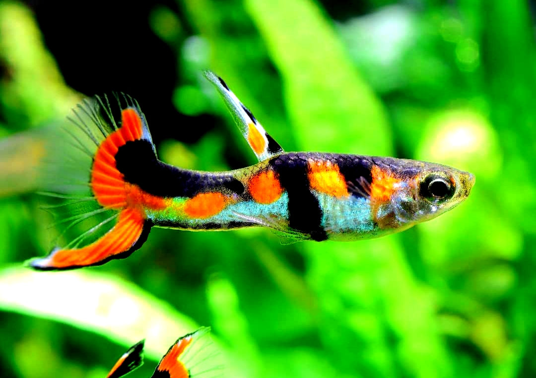 Endler Guppy - Naturform Guppys aus Liebevoller Zucht
