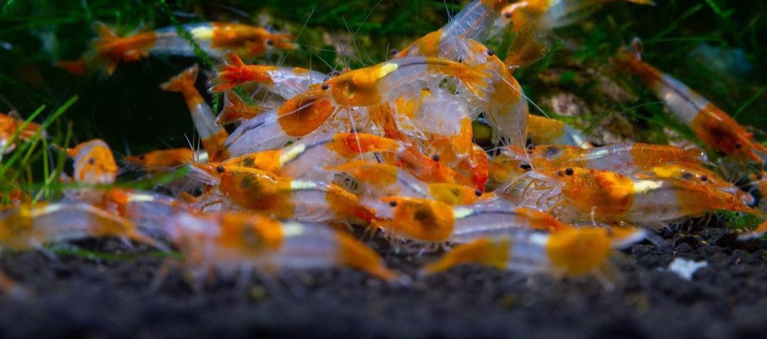 Orange Rilli Garnelen - Neocaridina