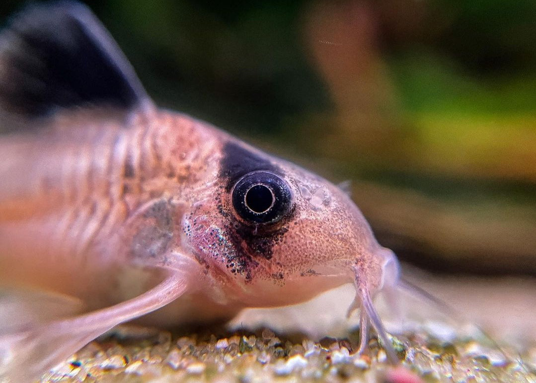 Panda Panzerwels - Corydoras panda aus Liebevoller Zucht