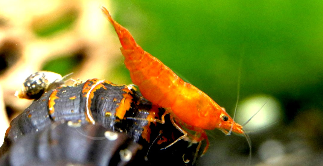 Orange Sakura Garnelen - Neocaridina