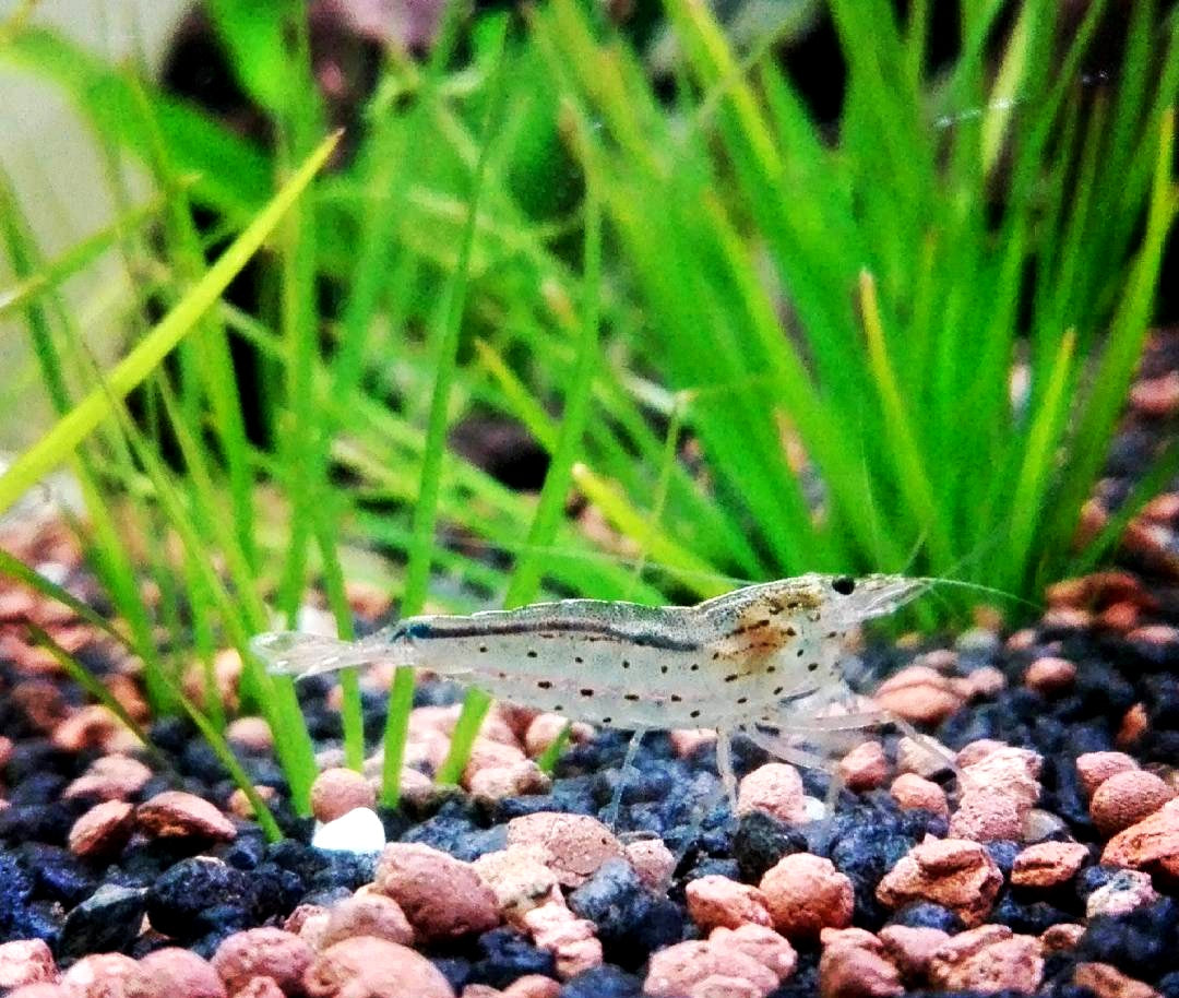 Amano Garnelen - Caridina multidentata