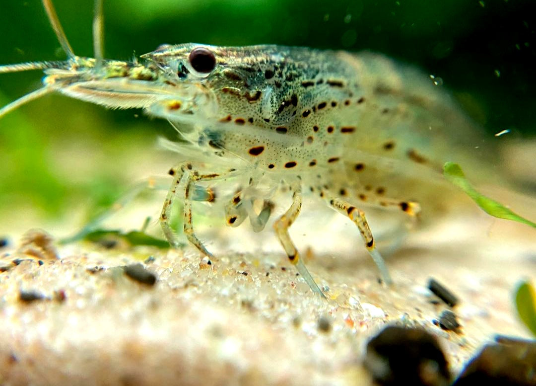 Amano Garnelen - Caridina multidentata