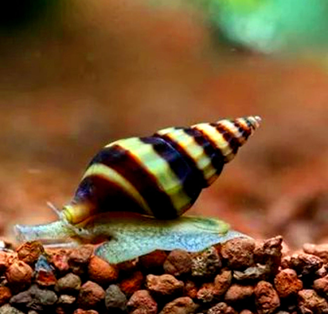 Raubschnecke - Clea helena (Anentome helena) aus Liebevoller Zucht