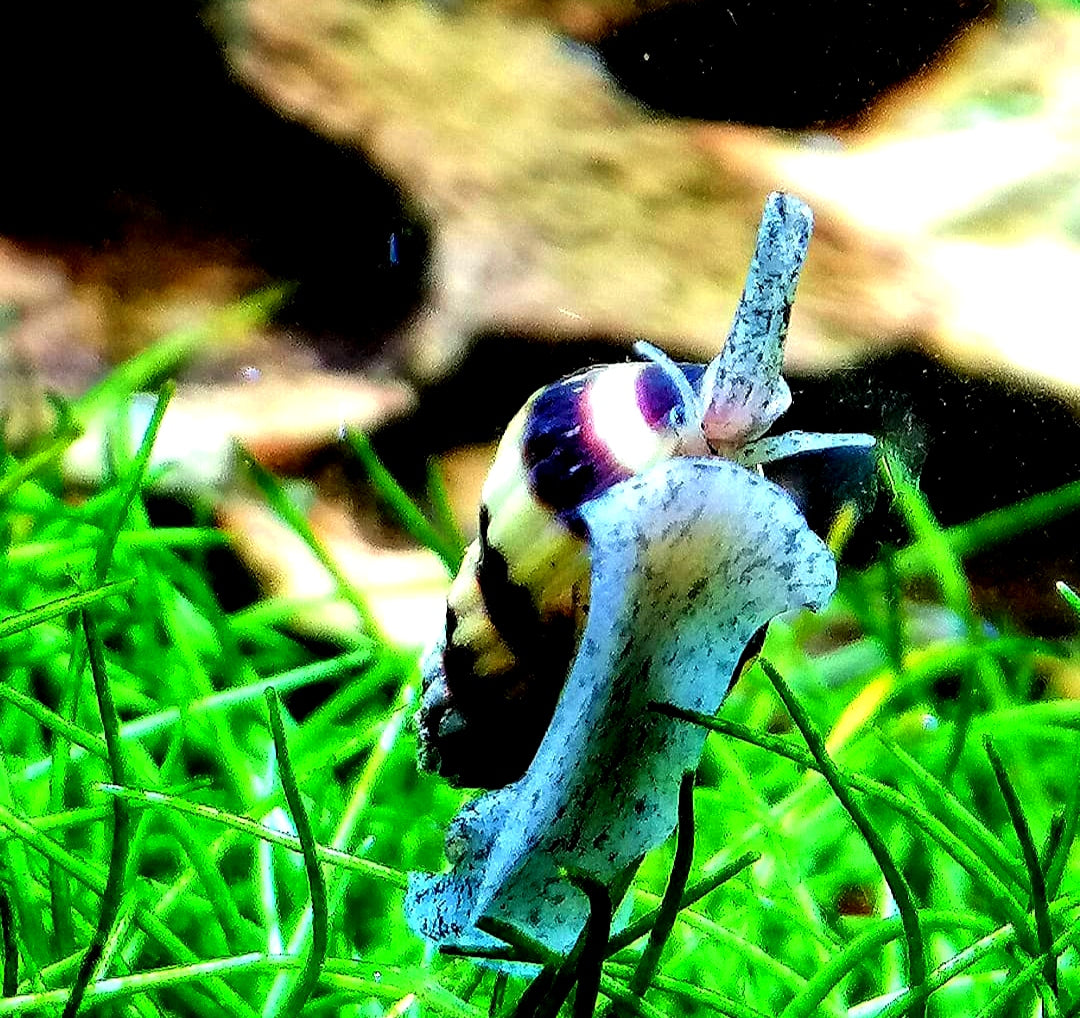 Raubschnecke - Clea helena (Anentome helena) aus Liebevoller Zucht