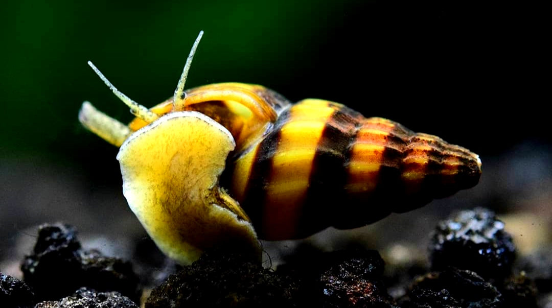 Raubschnecke - Clea helena (Anentome helena) aus Liebevoller Zucht