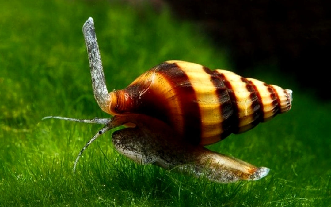 Raubschnecke - Clea helena (Anentome helena) aus Liebevoller Zucht