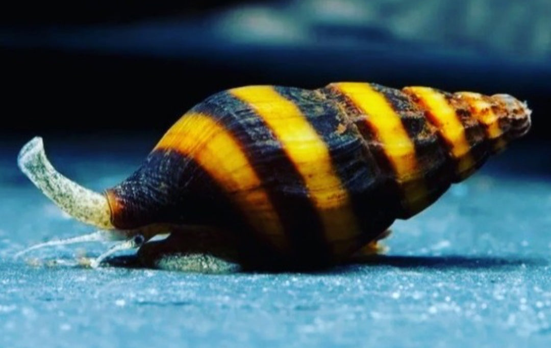 Raubschnecke - Clea helena (Anentome helena) aus Liebevoller Zucht