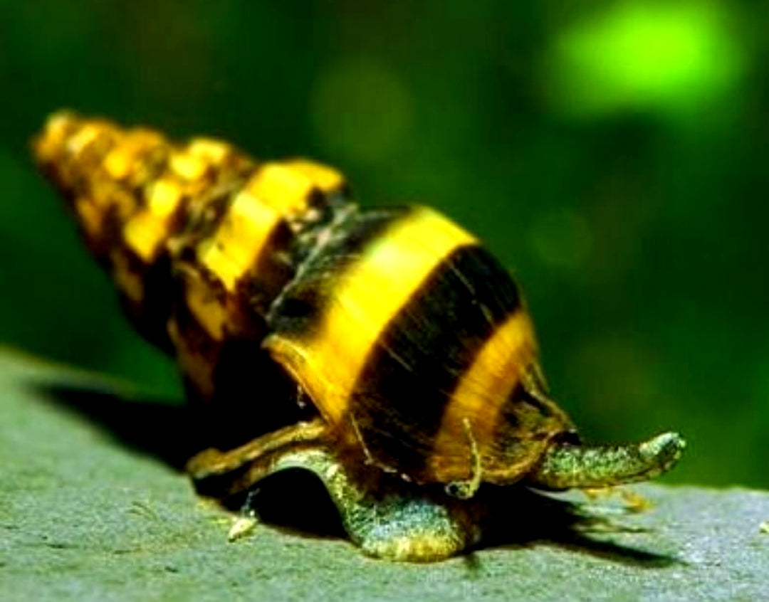 Raubschnecke - Clea helena (Anentome helena) aus Liebevoller Zucht