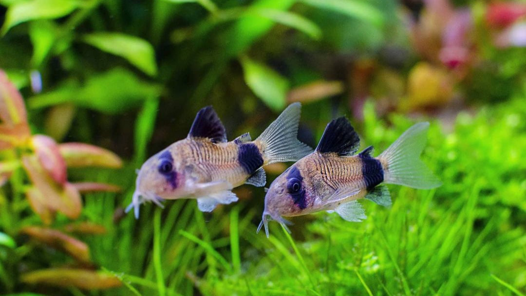 Panda Panzerwels - Corydoras panda aus Liebevoller Zucht