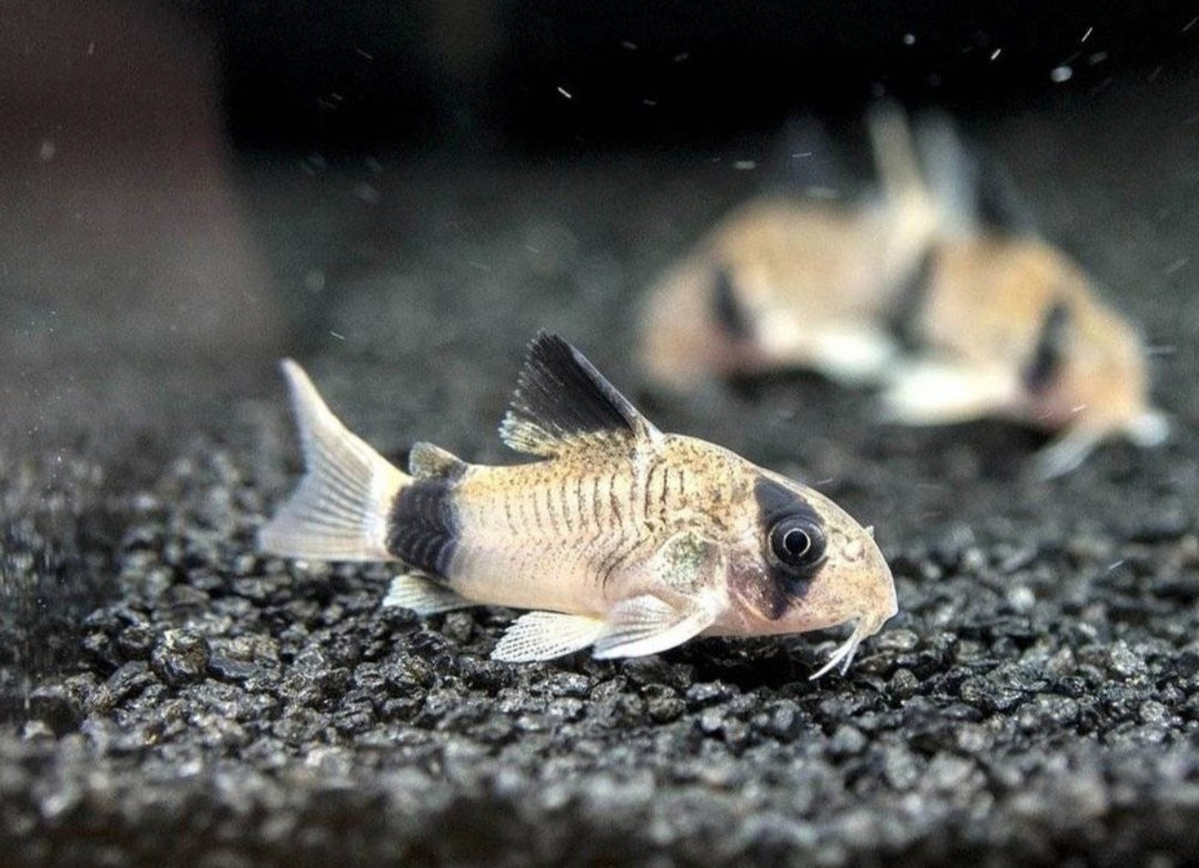 Panda Panzerwels - Corydoras panda aus Liebevoller Zucht