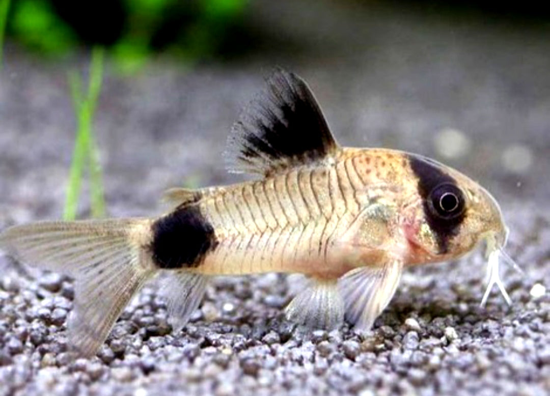 Panda Panzerwels - Corydoras panda aus Liebevoller Zucht