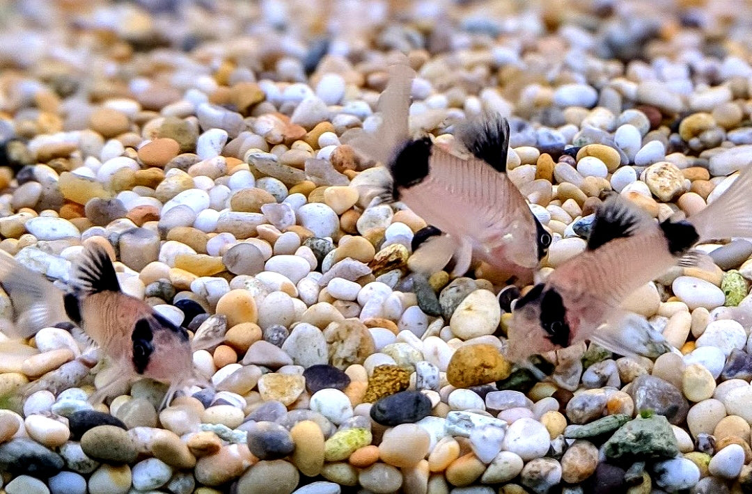 Panda Panzerwels - Corydoras panda aus Liebevoller Zucht