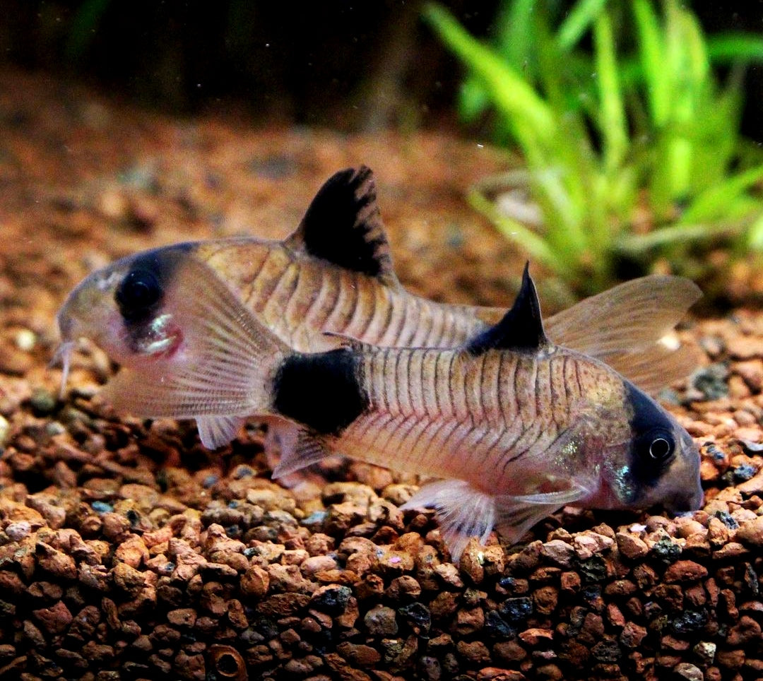 Panda Panzerwels - Corydoras panda aus Liebevoller Zucht