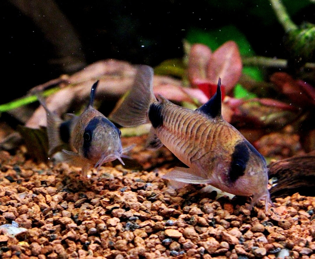 Panda Panzerwels - Corydoras panda aus Liebevoller Zucht