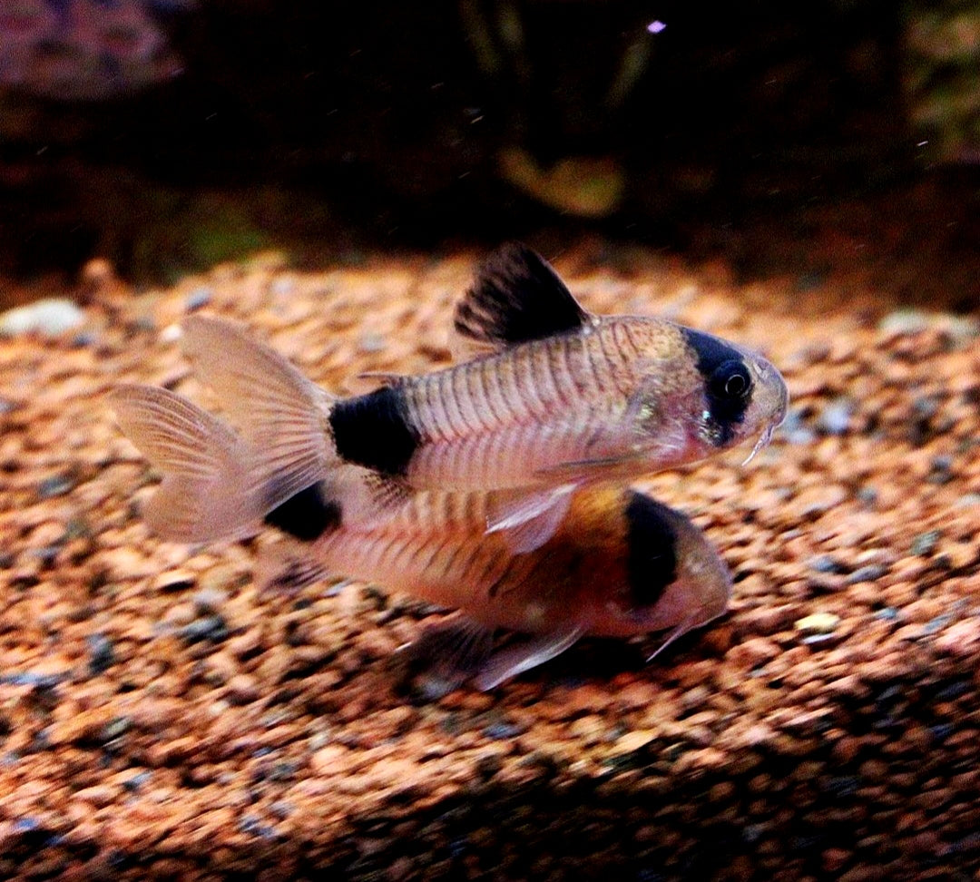 Panda Panzerwels - Corydoras panda aus Liebevoller Zucht