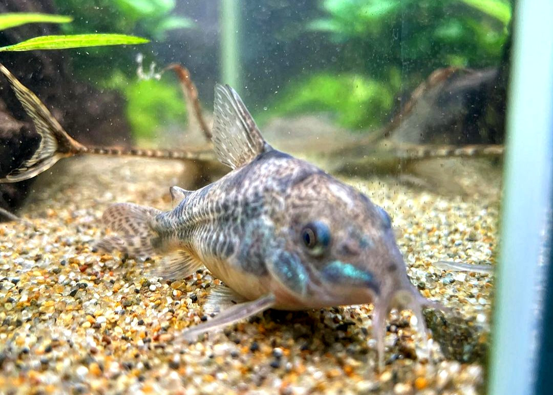 Marmorierter Panzerwels - Corydoras Paleatus aus Liebevoller Zucht