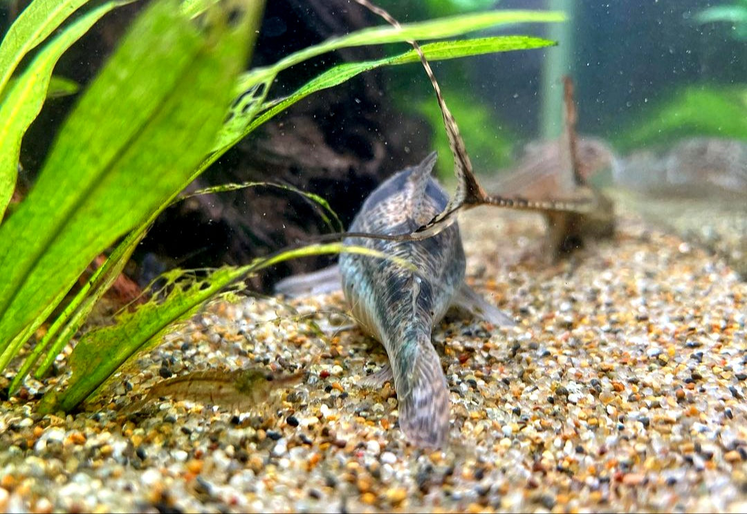 Marmorierter Panzerwels - Corydoras Paleatus aus Liebevoller Zucht