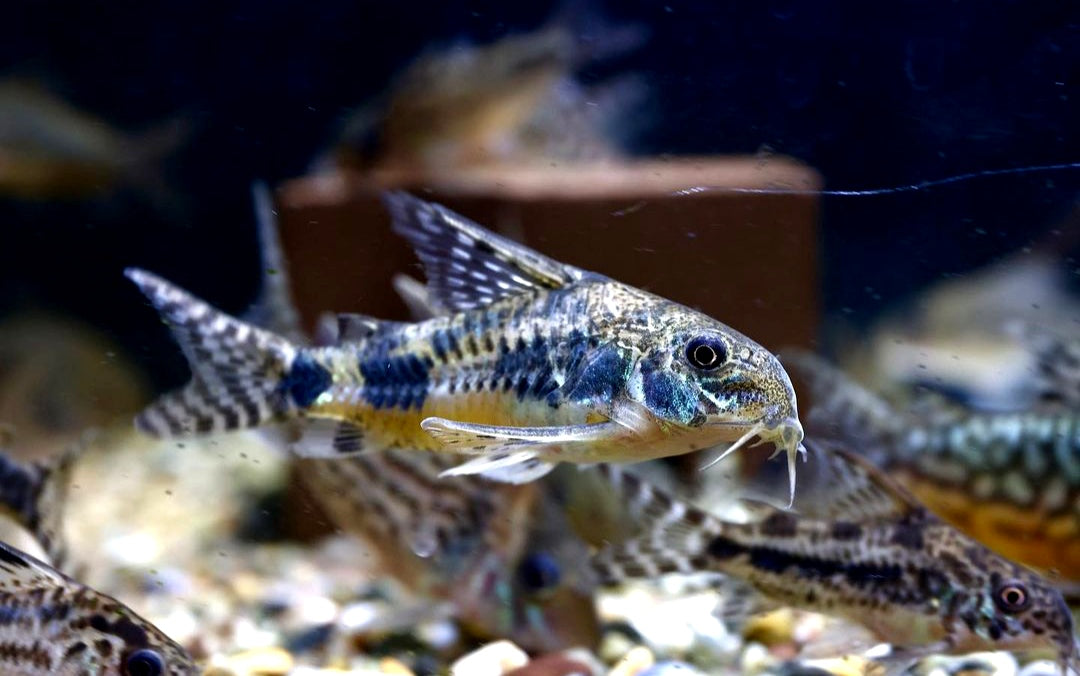 Marmorierter Panzerwels - Corydoras Paleatus aus Liebevoller Zucht