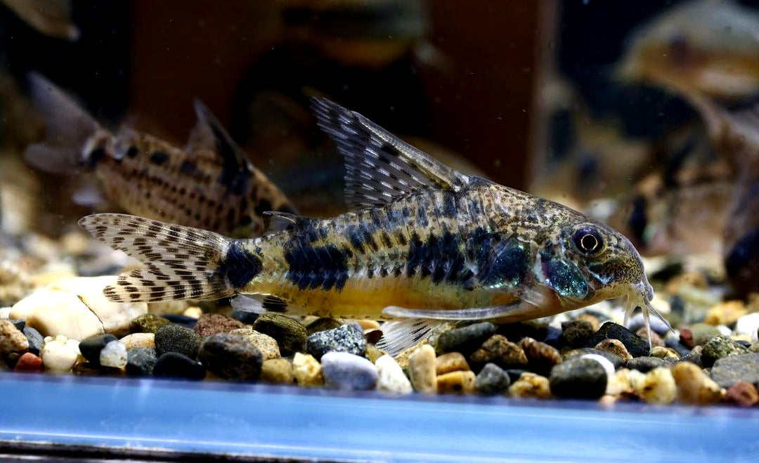 Marmorierter Panzerwels - Corydoras Paleatus aus Liebevoller Zucht