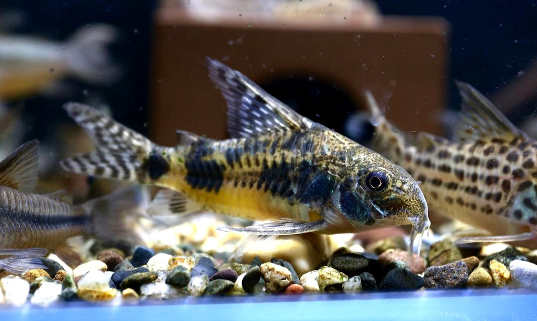 Marmorierter Panzerwels - Corydoras Paleatus aus Liebevoller Zucht