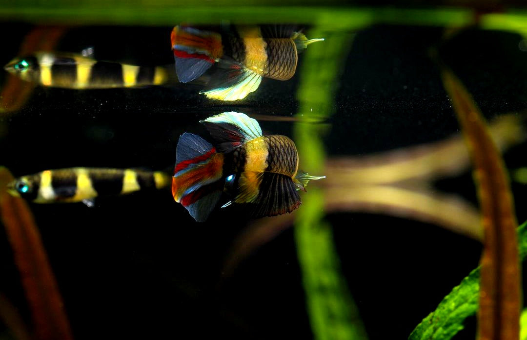 Ringelhechtling - Epiplatys annulatus aus Liebevoller Zucht