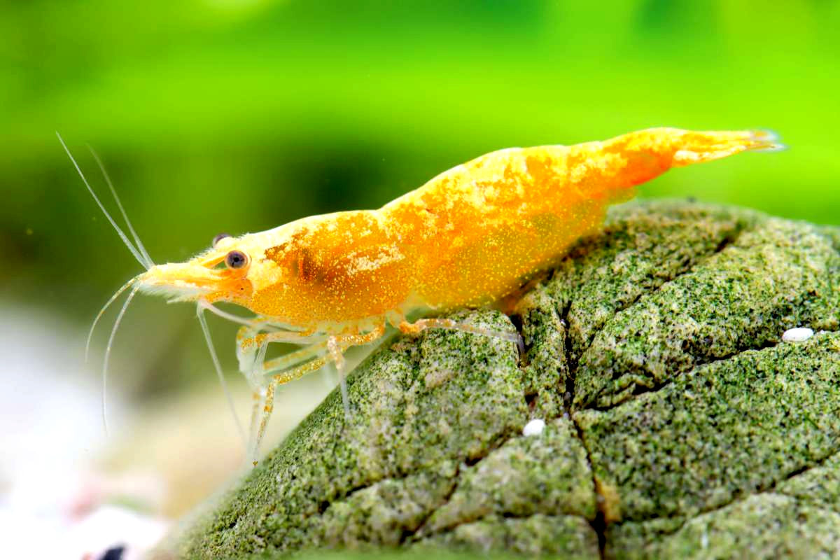 Yellow Fire Garnelen - Neocaridina