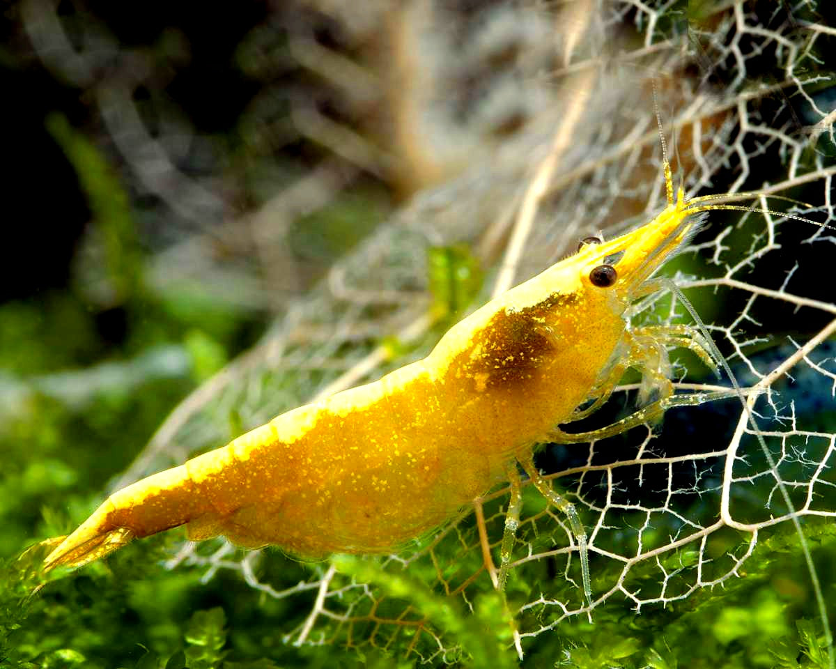 Yellow Fire Garnelen - Neocaridina