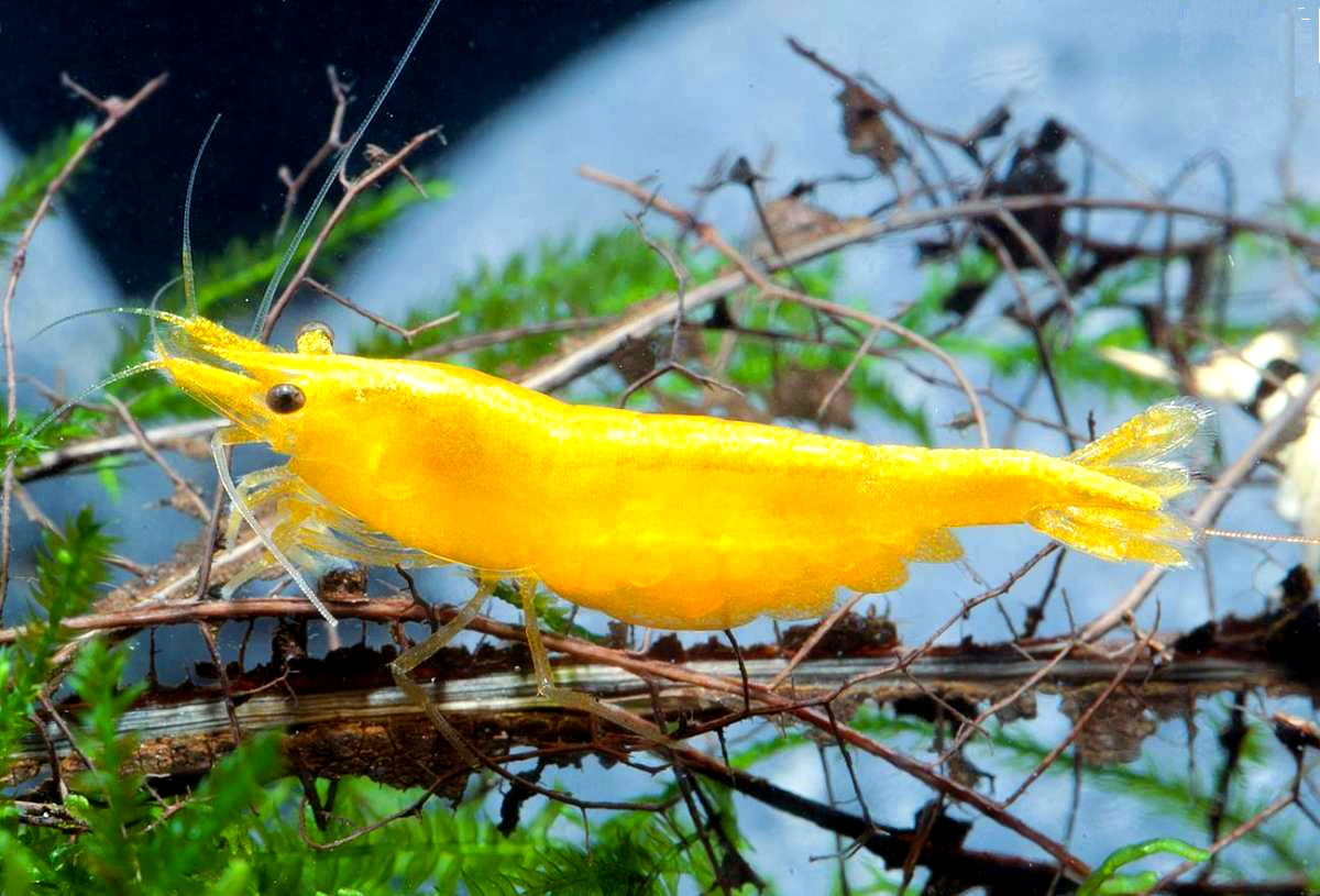 Yellow Fire Garnelen - Neocaridina