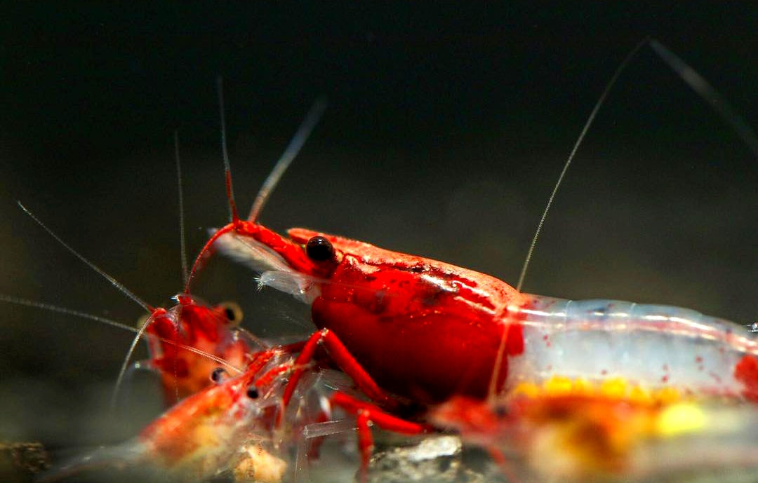 Red Rilli Garnelen - Neocaridina