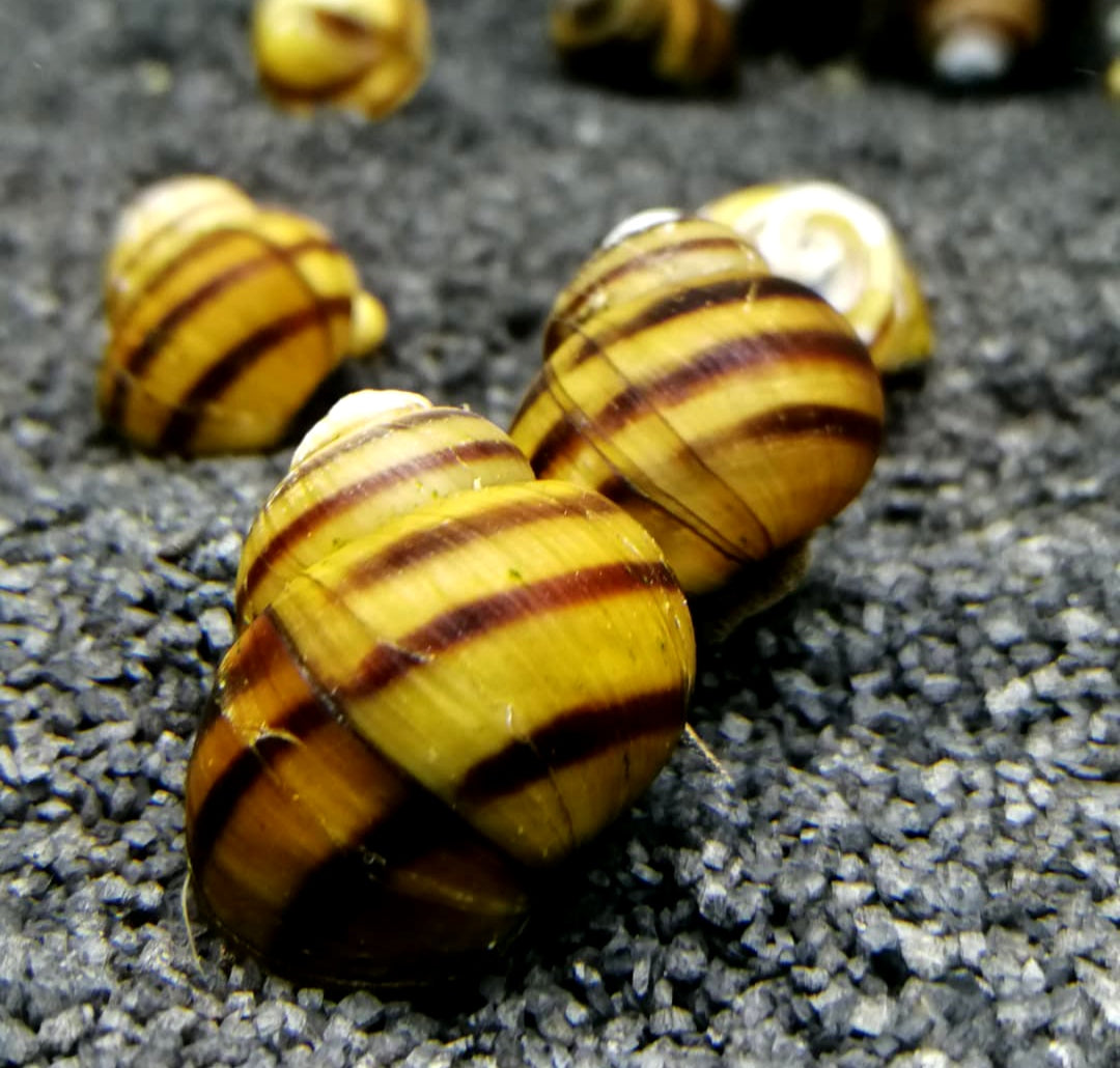 Sumpfdeckelschnecke - Viviparus viviparus