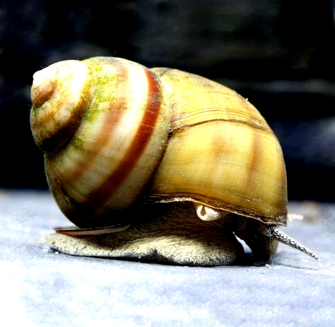 Sumpfdeckelschnecke - Viviparus viviparus