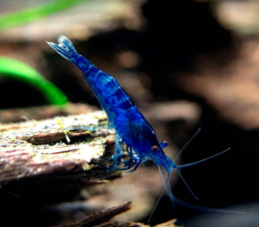 Blue Dream Garnelen - Neocaridina