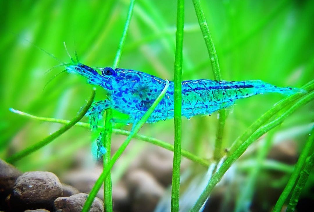 Blue Jelly Garnelen - Neocaridina